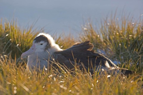 Wandering albatross