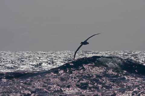 Wandering albatross