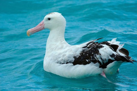 Wandering albatross