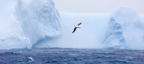 Wandering albatross