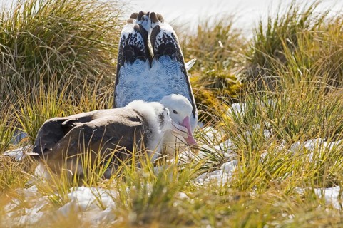Wandering albatross