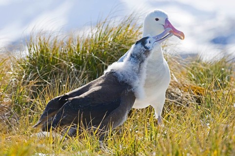 Wandering albatross