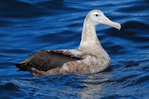 Wandering albatross