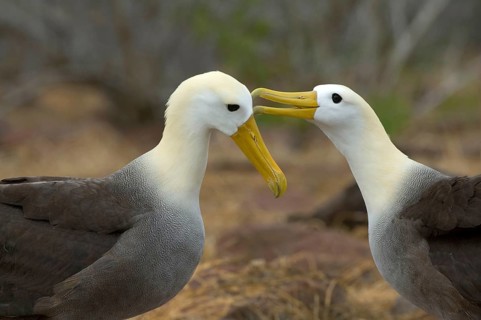 Galapagos Waved Albatross