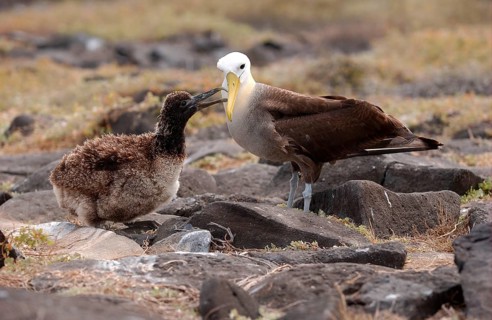Waved albatross
