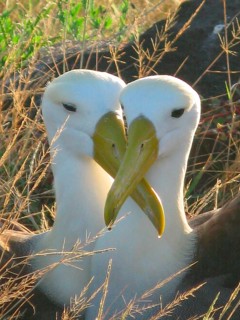 Waved Albatross