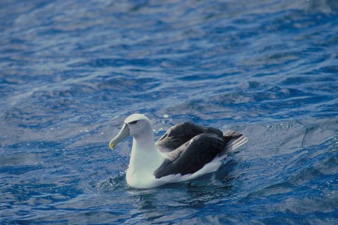 Shy albatross