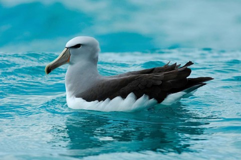 Adult salvin's albatross