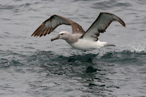 Salvin's Albatross