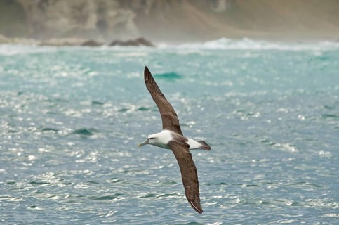 New Zealand shy albatross