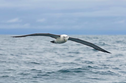 New Zealand shy albatross