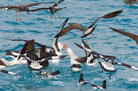 New Zealand shy albatross