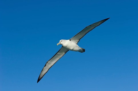 Steadi
