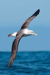 New Zealand shy albatross
