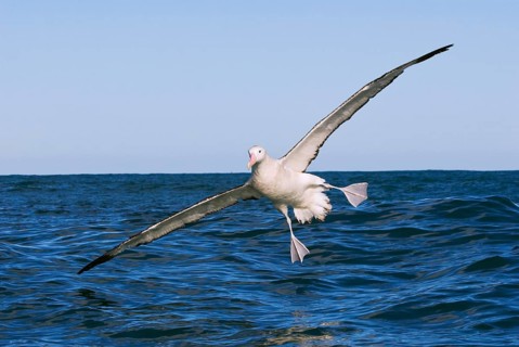 Gibson's antipodal albatross