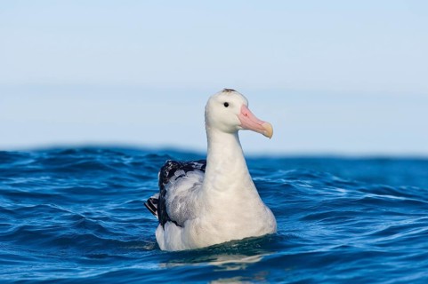 Gibson's antipodal albatross