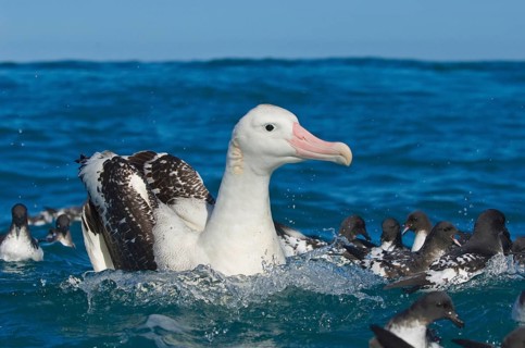 Gibson's antipodal albatross