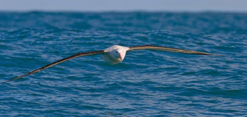 Gibson's antipodal albatross