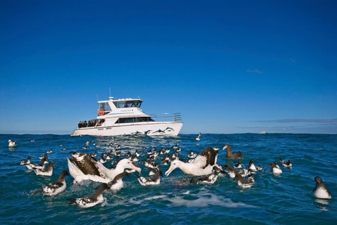 Gibson's antipodal albatross
