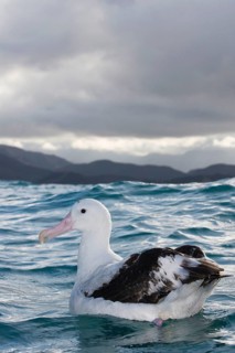 Gibson's antipodal albatross