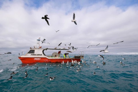 Gibson's antipodal albatross