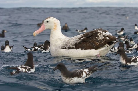 Gibson's antipodal albatross