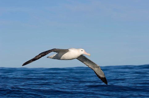 Gibson's antipodal albatross