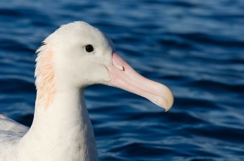 Gibson's antipodal albatross