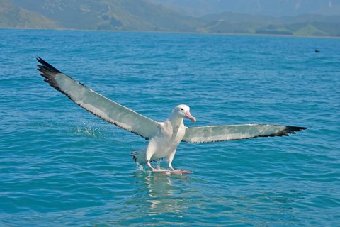 Gibson's Antipodean Albatross
