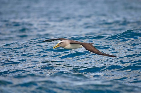 Southern Buller's Albatross