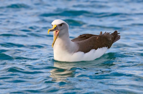 Southern Buller's Albatross