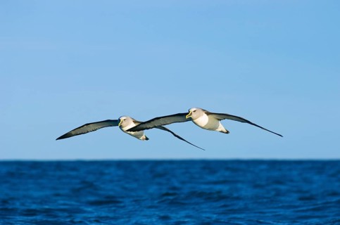 Southern Buller's Albatross