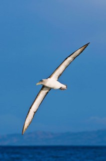 Southern Buller's Albatross