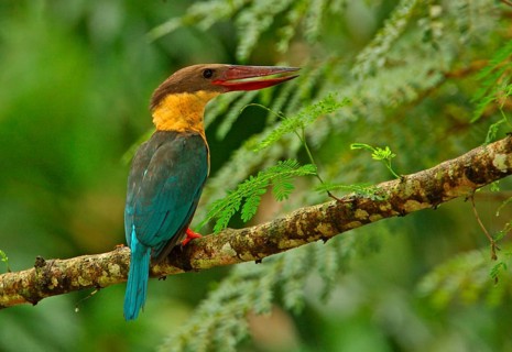 Stork-billed kingfisher