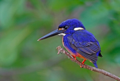 Azure azure kingfisher