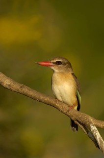 Brown-hooded Kingfisher