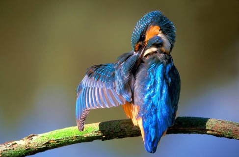 Kingfisher