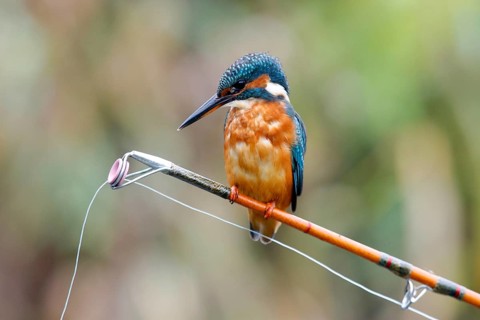 Common kingfisher