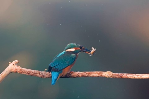 Common kingfisher