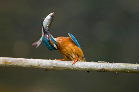 Common kingfisher