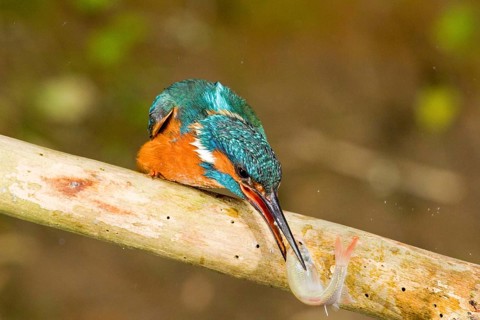 Common kingfisher