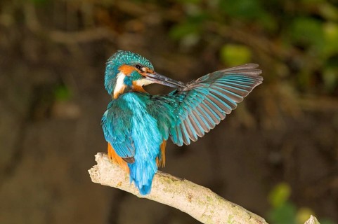 Kingfisher