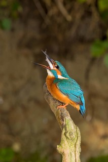 Kingfisher
