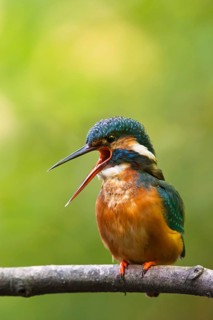 Common Kingfisher