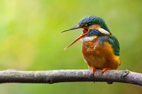 Common Kingfisher