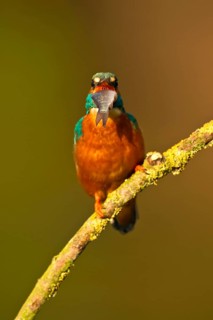 Common kingfisher