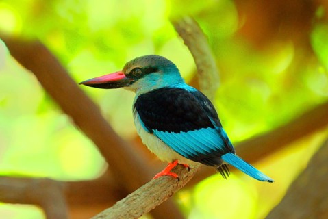 Blue-breasted kingfisher