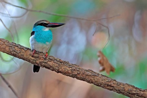 Blue-breasted kingfisher