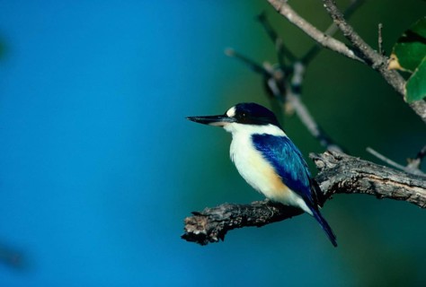 Wood Kingfisher
