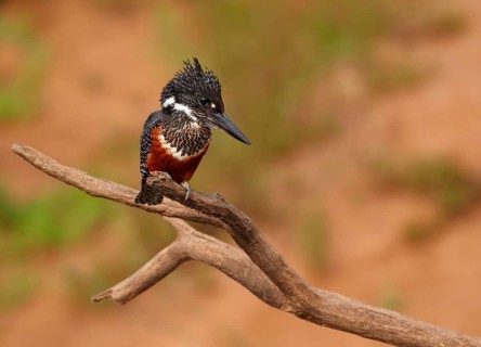 Giant Kingfisher
